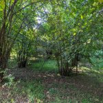 Satılır Torpaq Qəbələ 2