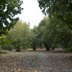 Продажа Участок Огуз 2