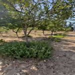 Продажа Участок, пос. Нардаран, Сабунчу район 13