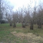 Satılır 3 otaqlı Bağ evi Xaçmaz 14