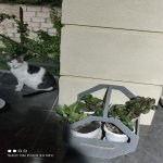 Kirayə (günlük) 2 otaqlı Həyət evi/villa Qusar 10