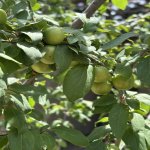 Продажа 5 комнатная Дома/Виллы, пос. Говсан, Сураханы район 6