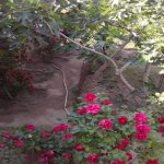 Kirayə (aylıq) 5 otaqlı Bağ evi, Şüvəlan, Xəzər rayonu 4