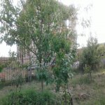 Satılır 7 otaqlı Bağ evi Sumqayıt 7
