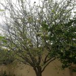 Kirayə (aylıq) 6 otaqlı Bağ evi, Novxanı, Abşeron rayonu 18