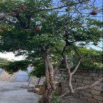 Satılır 4 otaqlı Həyət evi/villa, Əhmədli metrosu, Zığ qəs., Suraxanı rayonu 6
