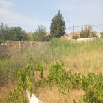Satılır Torpaq, Novxanı, Abşeron rayonu 2