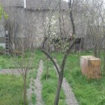 Kirayə (aylıq) 3 otaqlı Həyət evi/villa Şəki 5