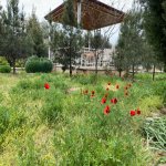 Kirayə (aylıq) 5 otaqlı Bağ evi, Şüvəlan, Xəzər rayonu 4