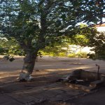 Satılır Torpaq, Abşeron rayonu 12