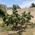 Satılır 4 otaqlı Həyət evi/villa, Masazır, Abşeron rayonu 23