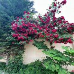 Satılır 4 otaqlı Həyət evi/villa, Masazır, Abşeron rayonu 3