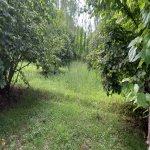 Kirayə (aylıq) Torpaq Şəki 1