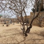 Satılır Torpaq, Novxanı, Abşeron rayonu 5