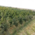 Satılır Torpaq, Fatmayi, Abşeron rayonu 6