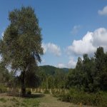 Продажа Участок Гябяля 4