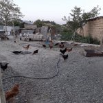 Satılır 3 otaqlı Bağ evi, Ceyranbatan qəs., Abşeron rayonu 5