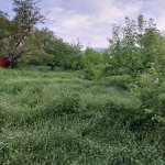 Kirayə (günlük) 4 otaqlı Həyət evi/villa Quba 11