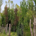 Kirayə (günlük) 3 otaqlı Bağ evi Lənkəran 23