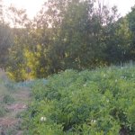 Satılır Torpaq Şamaxı 13