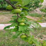 Продажа 5 комнатная Дома/Виллы, Гала, Хязяр район 10