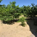 Satılır 8 otaqlı Həyət evi/villa, Qara Qarayev metrosu, Nizami rayonu 18