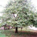 Kirayə (günlük) 3 otaqlı Bağ evi Quba 12