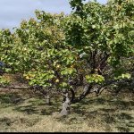 Продажа Участок Шамаха 5