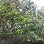 Satılır 4 otaqlı Həyət evi/villa, Hökməli, Abşeron rayonu 17