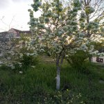 Kirayə (aylıq) 4 otaqlı Bağ evi, Goradil, Abşeron rayonu 14