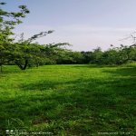 Satılır Torpaq Qəbələ 2