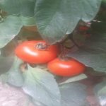 Продажа Участок, Зиря, Хязяр район 10