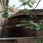 Аренда 2 комнат Дома/Виллы, м. Короглу метро, пос. Забрат, Сабунчу район 4