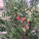 Satılır Torpaq, Maştağa qəs., Sabunçu rayonu 1