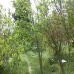Satılır Torpaq, Buzovna, Xəzər rayonu 3