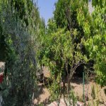 Satılır 5 otaqlı Bağ evi, Novxanı, Abşeron rayonu 15