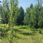 Satılır Torpaq Şamaxı 1