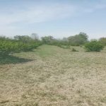 Satılır Torpaq Qəbələ 21