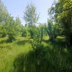 Satılır Torpaq Qəbələ 20