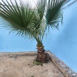 Продажа 3 комнатная Дома/Виллы, пос. Биня, Хязяр район 21