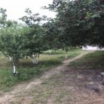 Kirayə (günlük) 3 otaqlı Bağ evi Quba 2