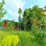 Kirayə (günlük) 2 otaqlı Həyət evi/villa İsmayıllı 6