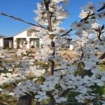 Satılır 2 otaqlı Həyət evi/villa, Buzovna, Xəzər rayonu 9