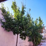 Satılır 3 otaqlı Bağ evi, Şüvəlan, Xəzər rayonu 4