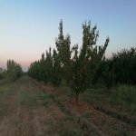 Продажа Участок Хачмаз 3