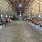 Satılır Obyekt Xaçmaz 12