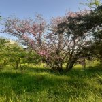 Satılır 2 otaqlı Köhnə Tikili, Badamdar qəs., Səbail rayonu 4