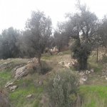 Satılır Torpaq, Zığ qəs., Suraxanı rayonu 16