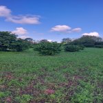 Satılır Torpaq Qəbələ 9