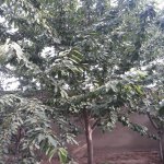 Satılır 7 otaqlı Həyət evi/villa, Novxanı, Abşeron rayonu 13